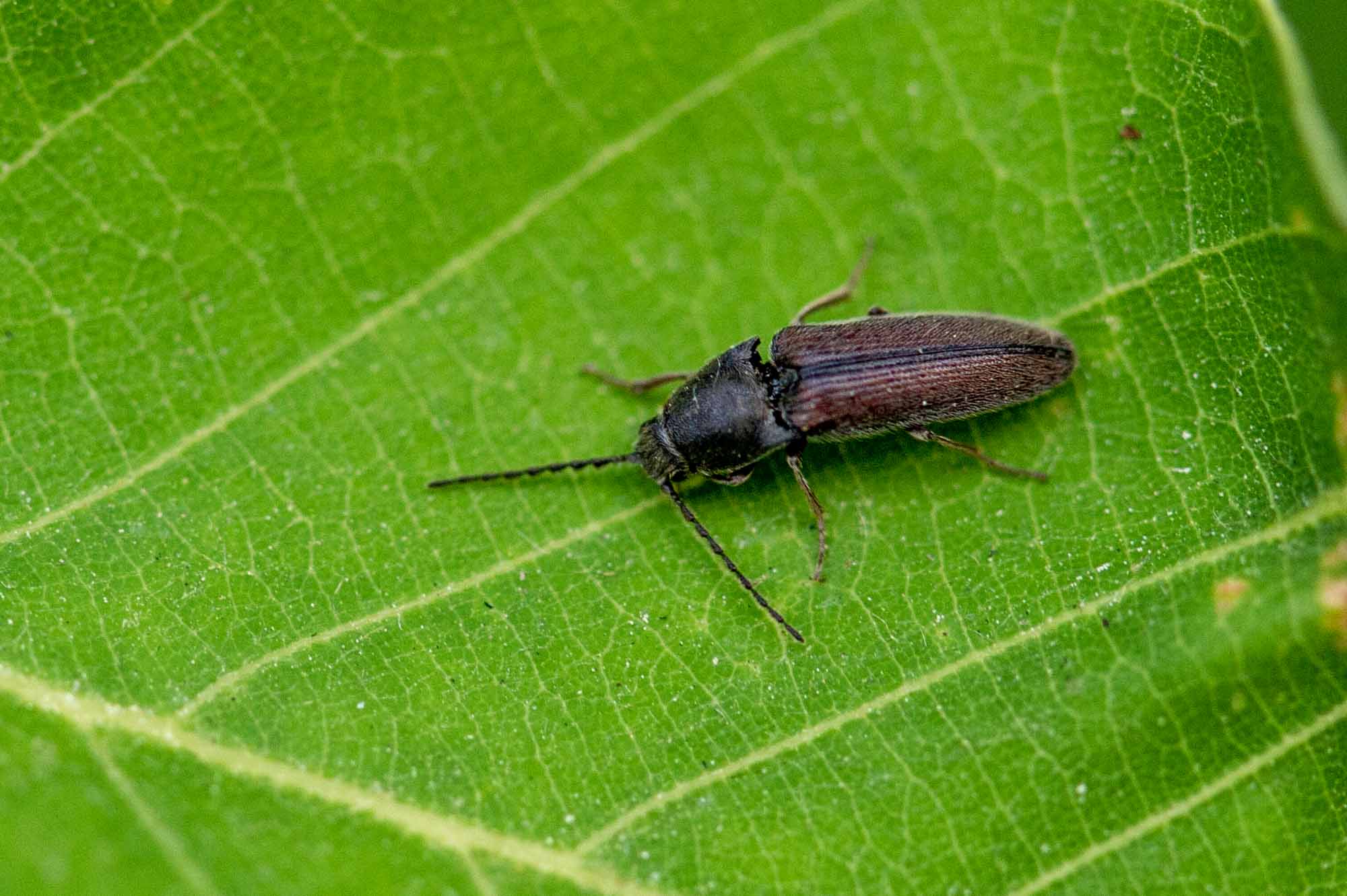 チャバネクシコメツキ | 虫の写真と生態なら昆虫写真図鑑「ムシミル」