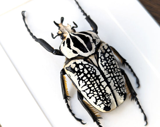 Real framed beetle, Goliathus orientalis male insect in picture
