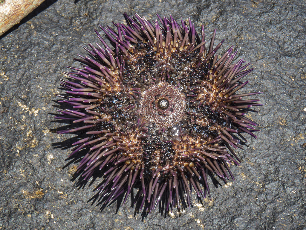 Black Sea Urchin (Arbacia nigra) · iNaturalist