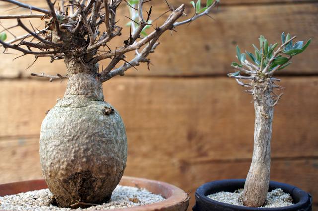 フォークイエリア コルムナリス 観峰玉 実生 【公式通販】