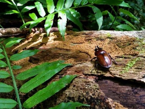 西表島と石垣島の特産種「チャイロマルバネクワガタ」 | 西表島百科