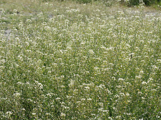 ぺんぺん草/癒し憩い画像データベース(260560)