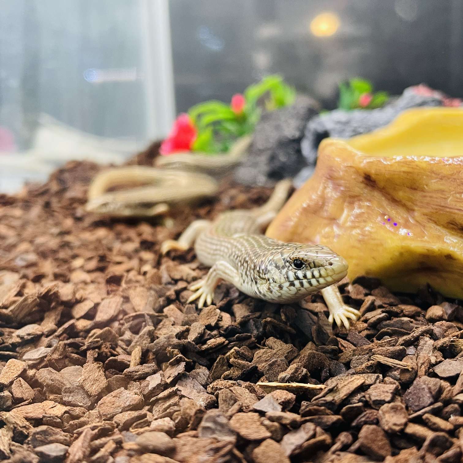 オオアシカラカネトカゲの販売 2026年 ペットショップJaRep(ジャレップ