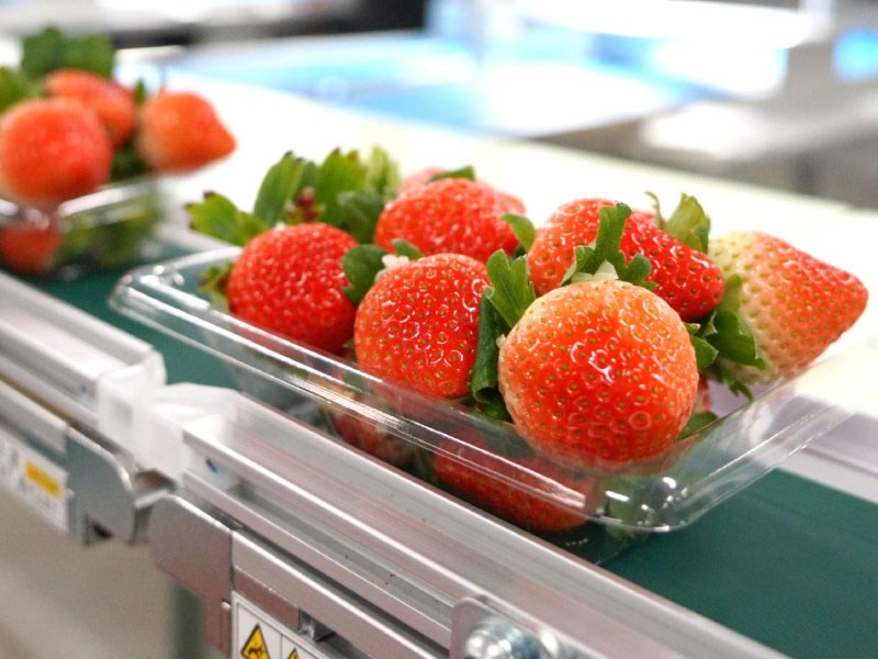 いちご - JA島原雲仙