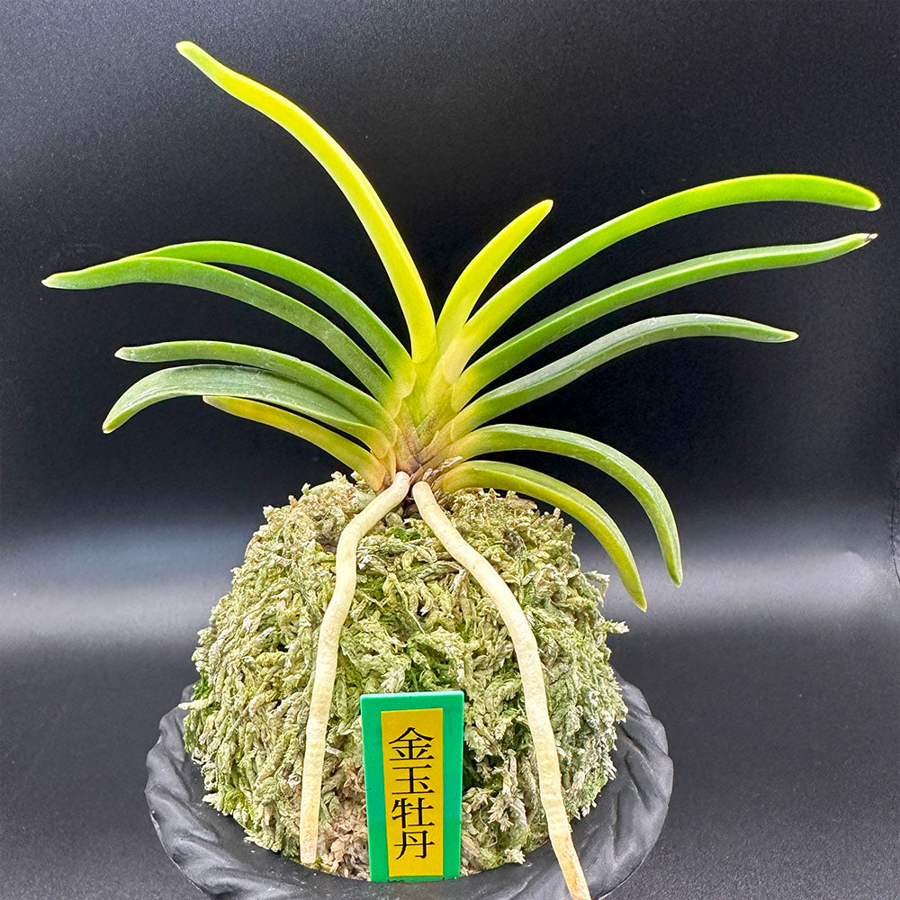 宝石のような観葉植物のお店 【Jewelry Plant】 富貴蘭 金玉牡丹