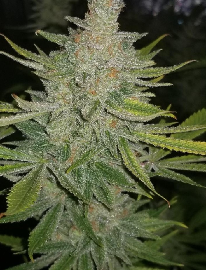 Stud Muffin - JinxproofsDankBank