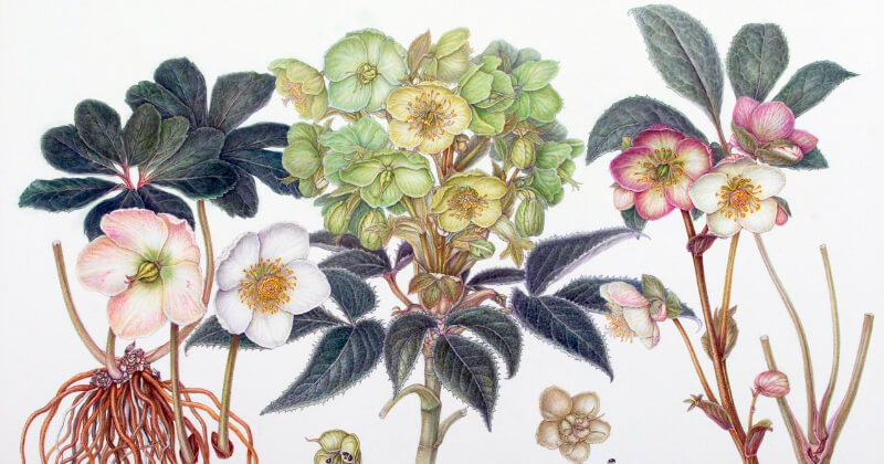 ささやかな植物画展〜長谷川久美子〜 | 神宮前ギャラリー