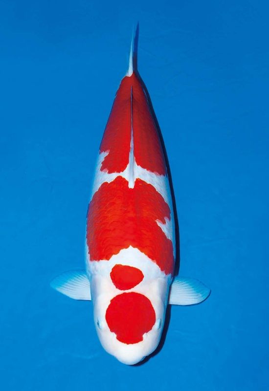 紅白 - 錦鯉の品種 - 全日本錦鯉振興会