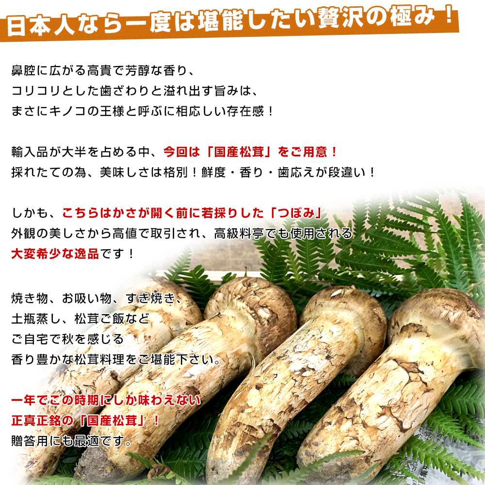 国産松茸（つぼみ）300g前後（4本から12本前後） 送料無料 クール便