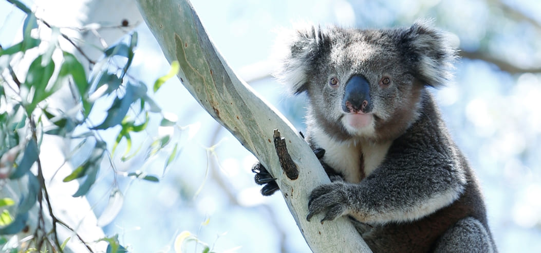 9月 コアラ｜Jurlique - ジュリーク公式サイト