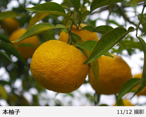 柑橘類 ユズ(柚子) 本柚子(ほんゆず)地中ポット苗 - 果樹苗・大苗