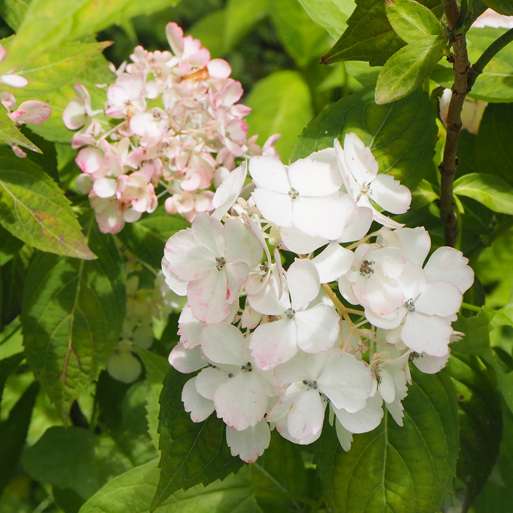 アジサイ園芸品種図鑑