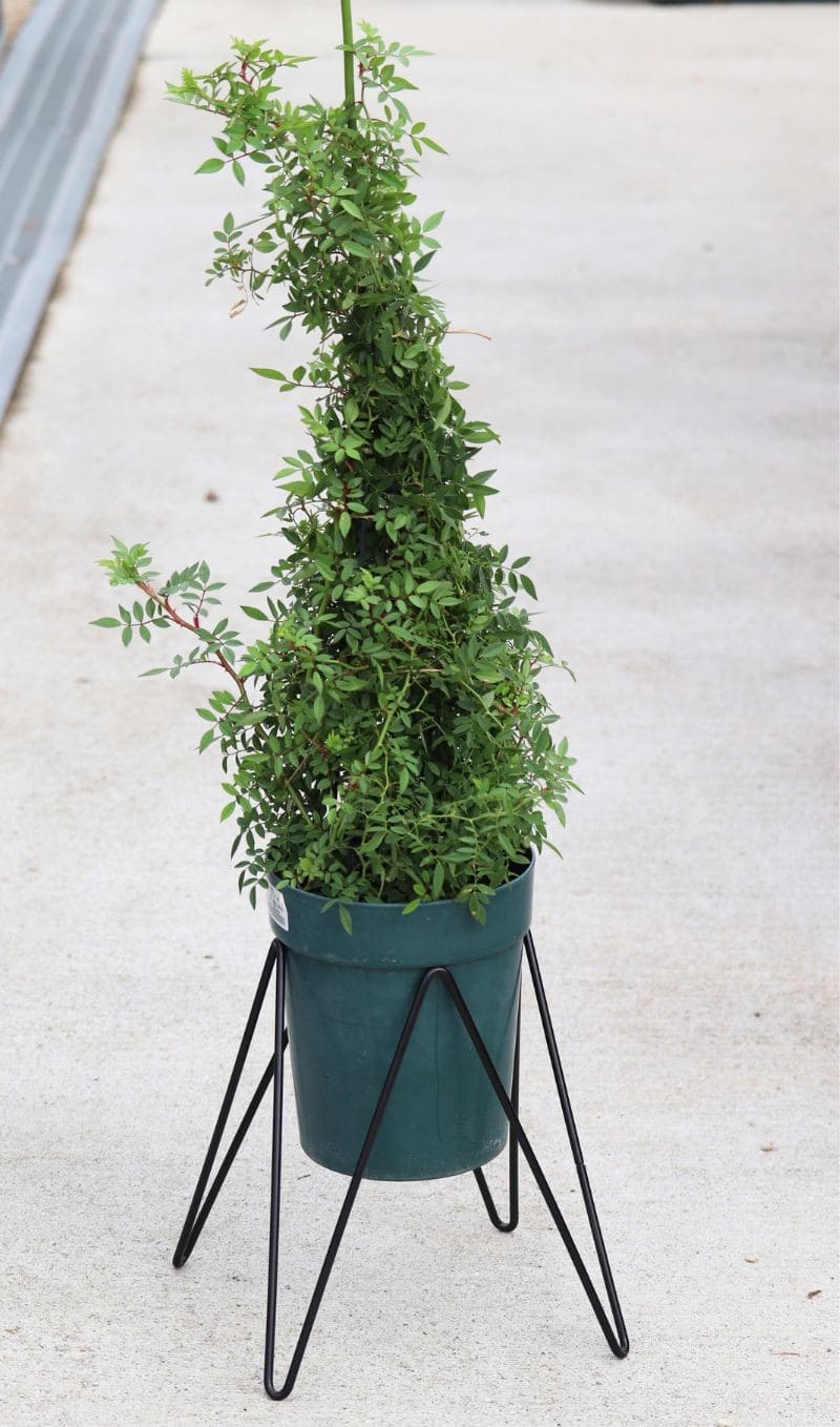 12号用鉢スタンド マジックスクエアスタンド｜バラと庭あそび京阪園芸