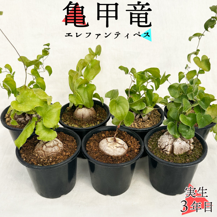 送料無料】亀甲竜 ディオスコレア・エレファンティペス 実生3年目 3号