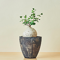 アロエ・ラモシシマ / 盆栽、多肉植物、塊根植物、観葉植物通販/KIDORI