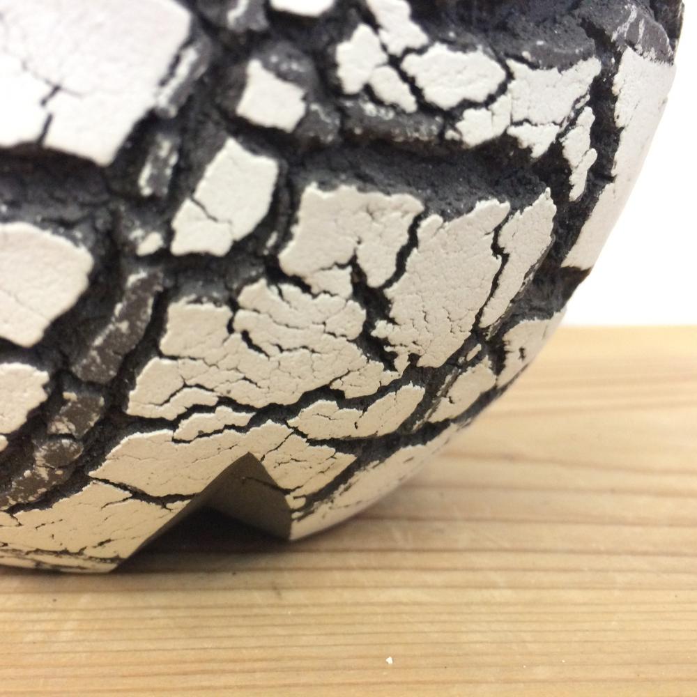 Konect white fang 【S size】/盆栽、多肉植物、塊根植物、観葉植物