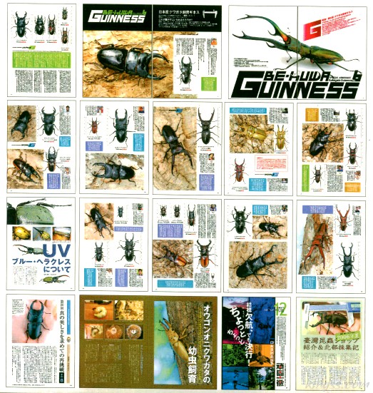 ビークワ21号（BE・KUWA） クワガタ飼育ギネス / ブルーヘラクレスの