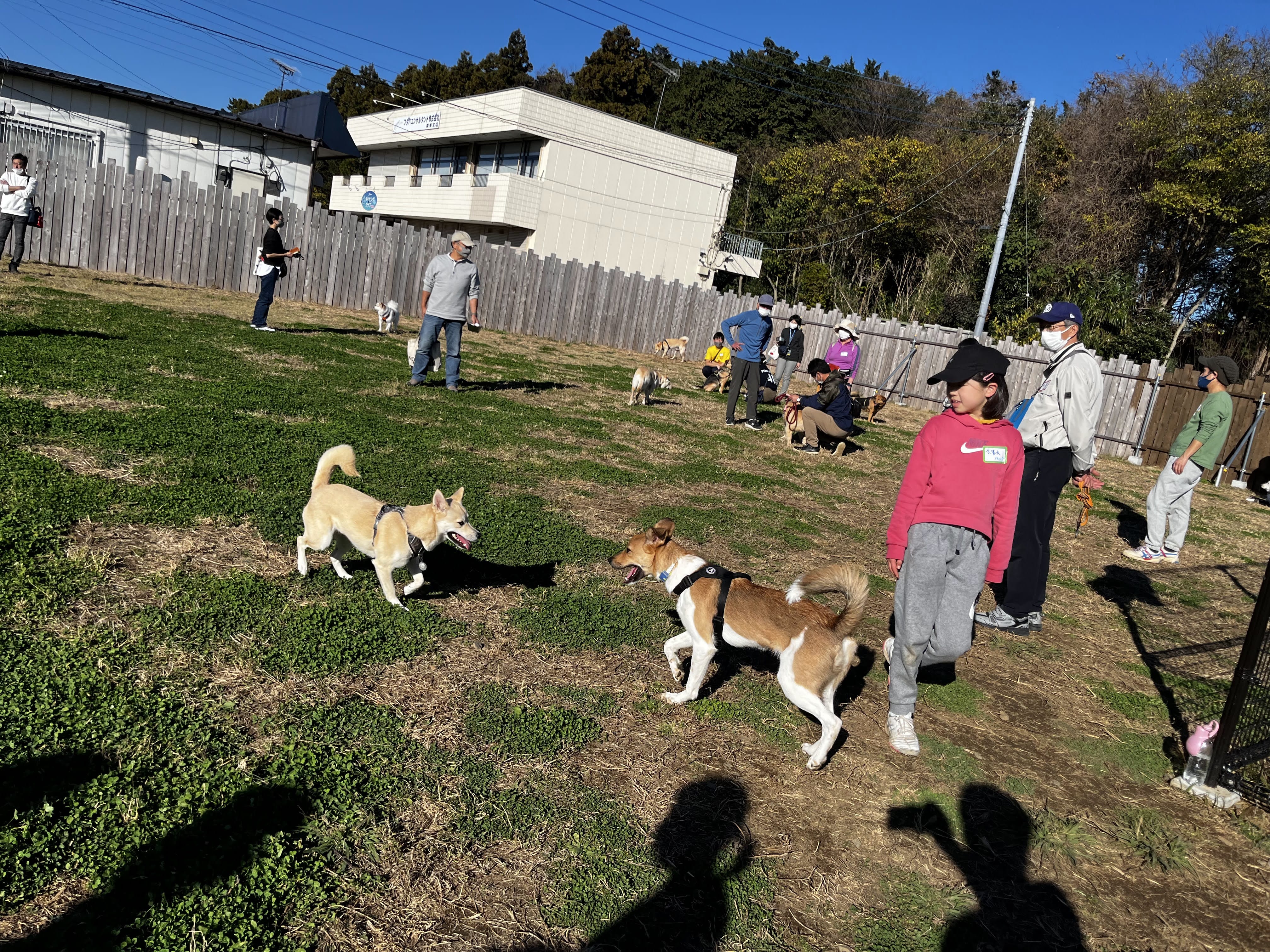 ドッグシェルター｜認定NPO法人 キドックス