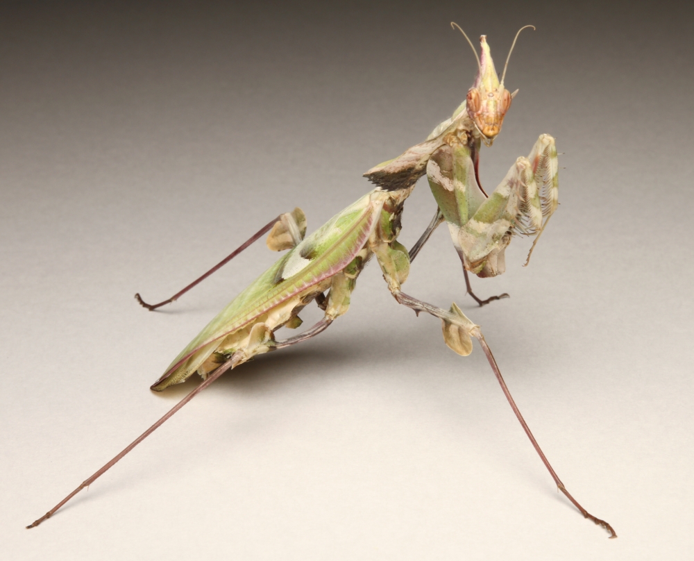 珍しいカマキリの生態も展示 2館合同展『さいきょうのかまきり』伊丹市