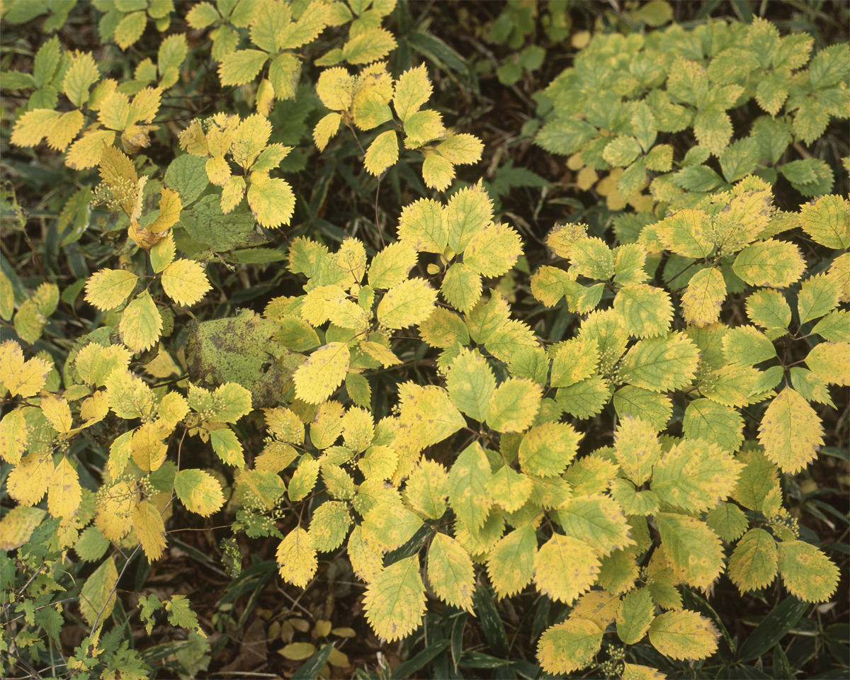 第133話 ローデンシュトック シロナーN Rodenstock Sironar-N 210mm 1