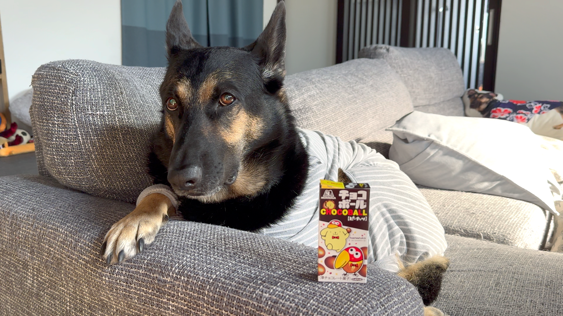 チョコボール買ったら銀のエンゼル出た〜！大喜びの飼い主と塩対応の