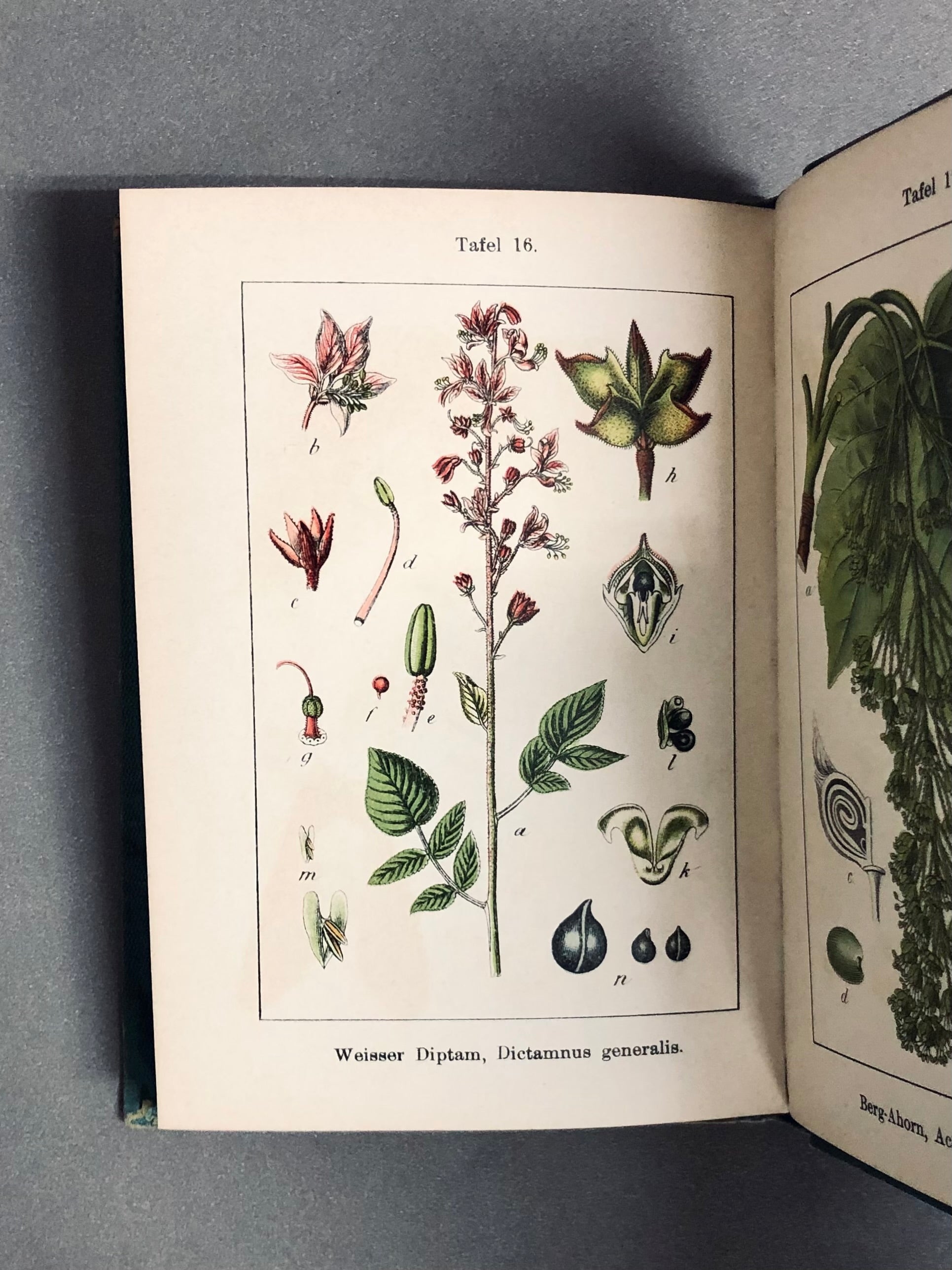 J.Strum s Flora von Deutchland ドイツのポケット植物図鑑 洋書 【林