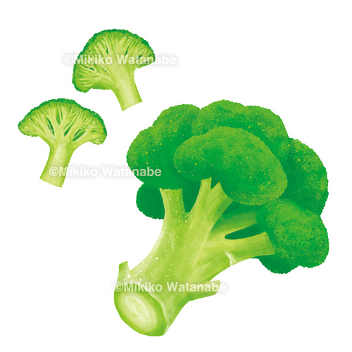 たまねぎ・ブロッコリー・セロリ / 野菜イラスト | イラストレーター