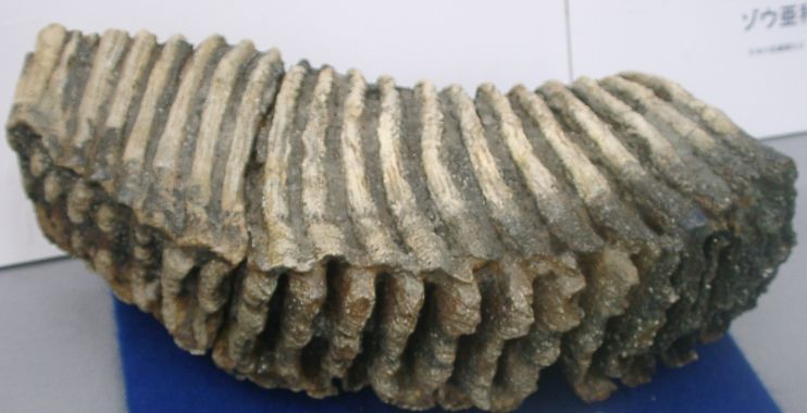 マンモスの臼歯 | ジオ学習｜島根半島・宍道湖中海ジオパーク