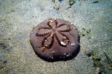 タコノマクラ Clypeaster japonicus Döderlein, 1885｜超黒潮生物図鑑