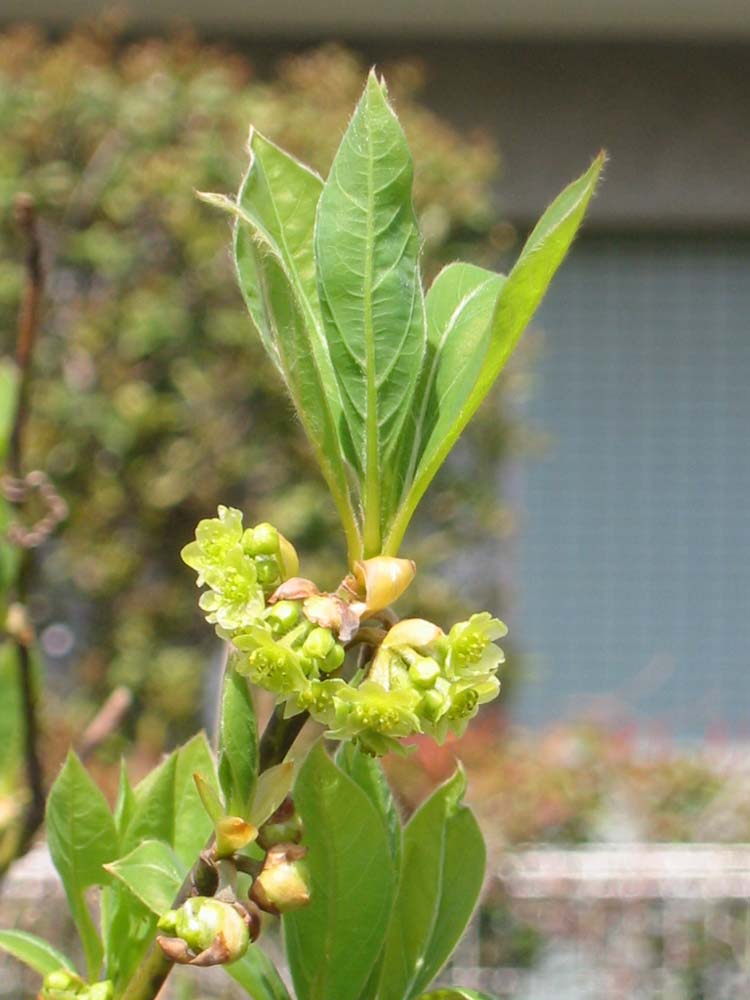 クロモジ＜苗木・植木・樹木・雑木の生産販売（通信販売・通販）