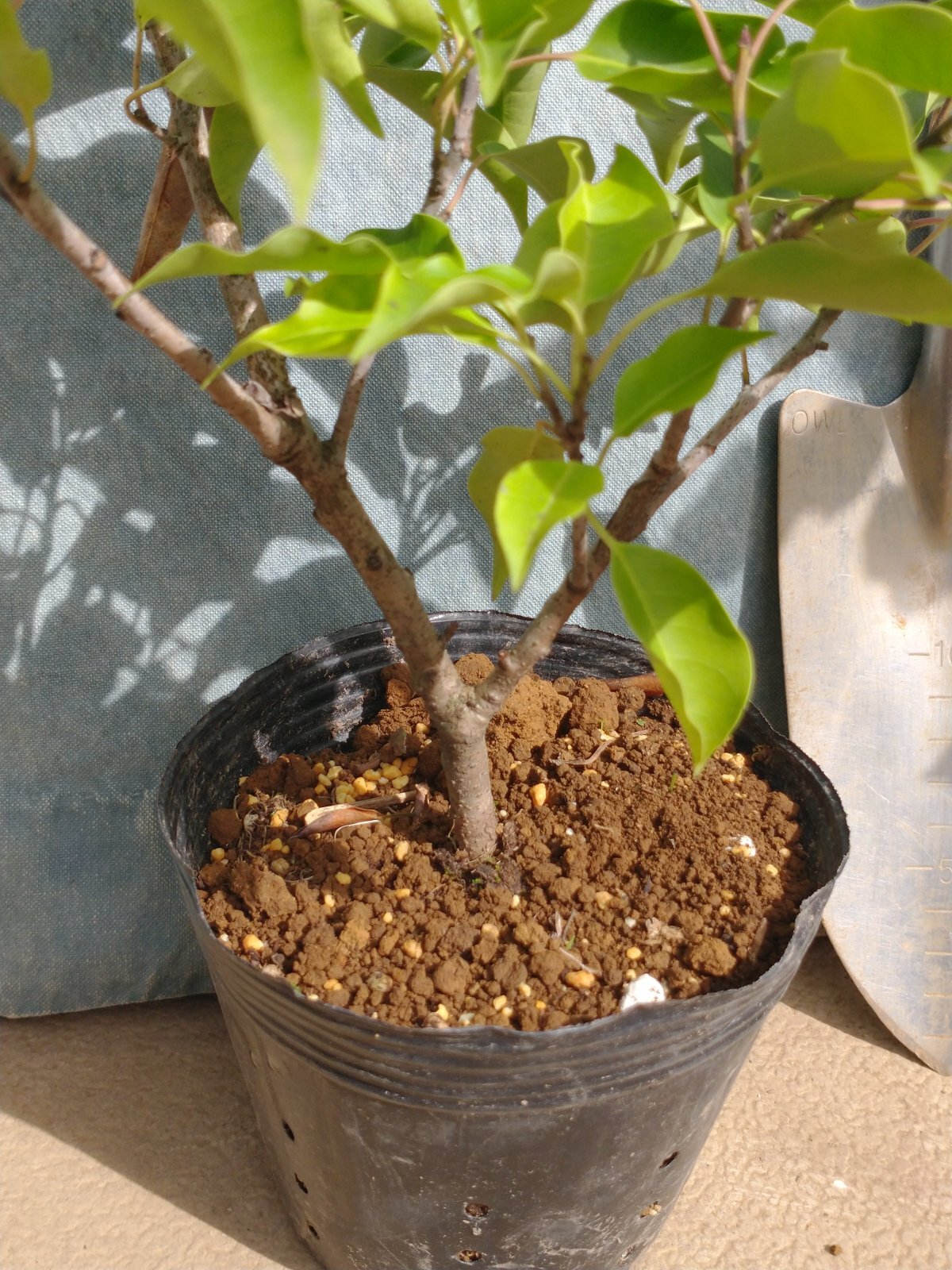 ソヨゴ雌木＜苗木・植木・雑木の生産販売（通信販売・通販）