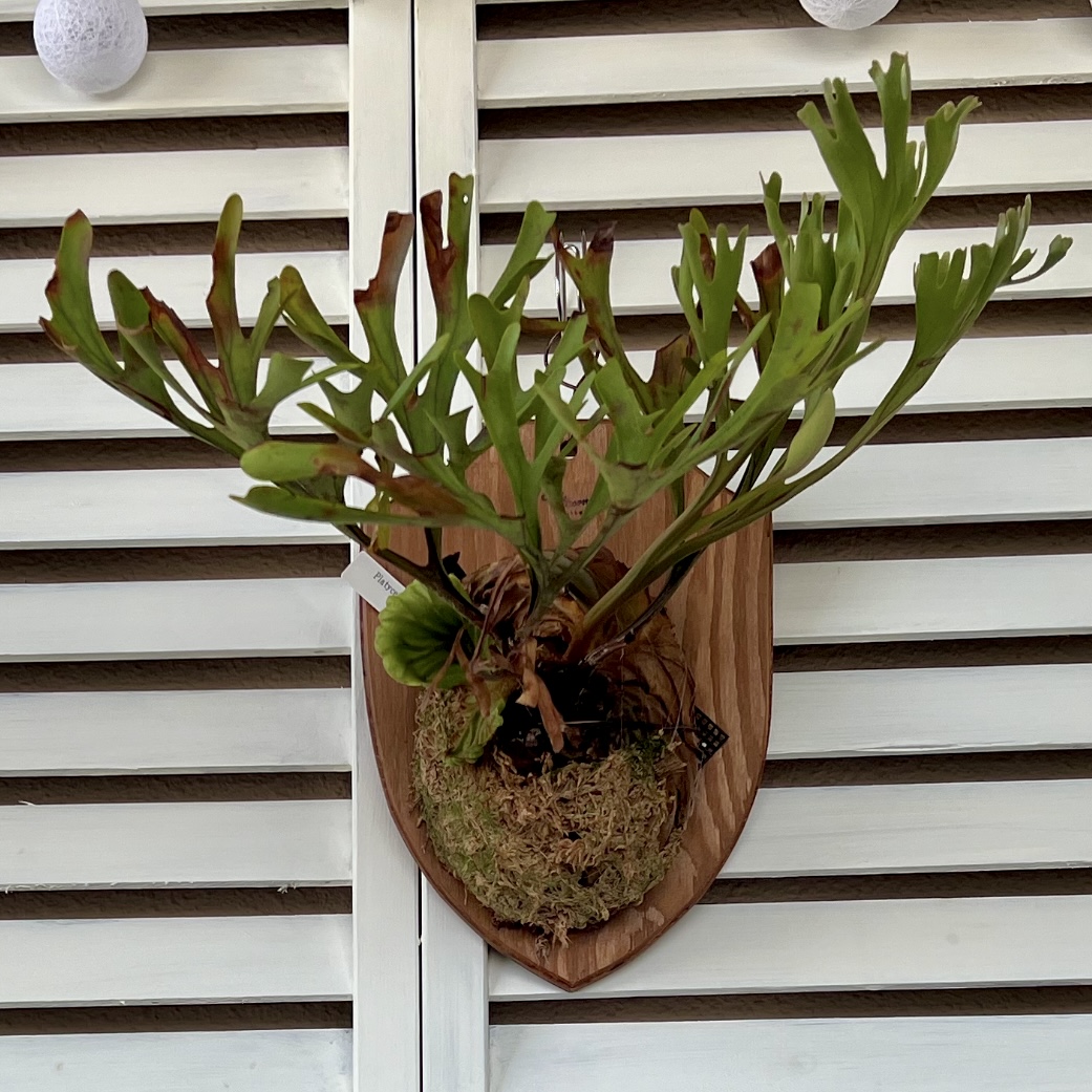 2024年版】ビカクシダ・リドレイ(P. ridleyi)の胞子培養チャレンジ