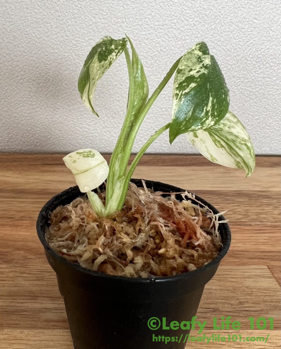 モンステラ・デリシオーサ・オーシャンミント成長記録・育て方
