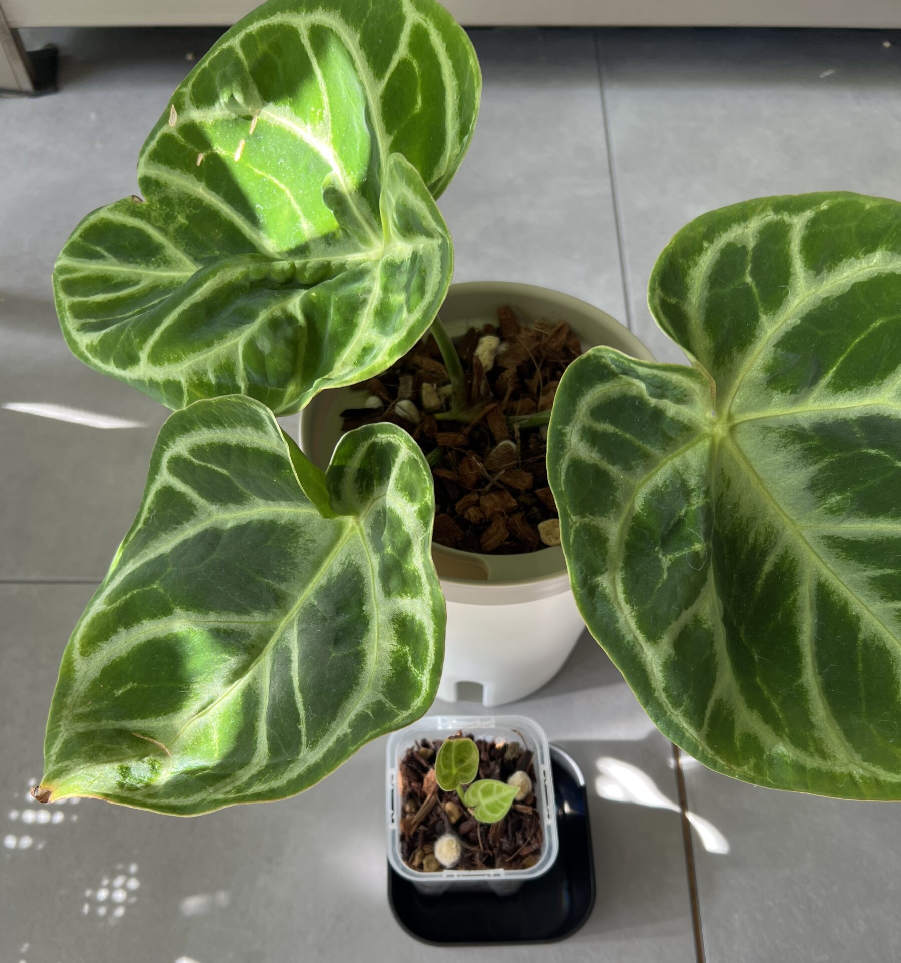 アンスリウム・(クリスタリナム) 'ドラヤキ' 成長記録・育て方