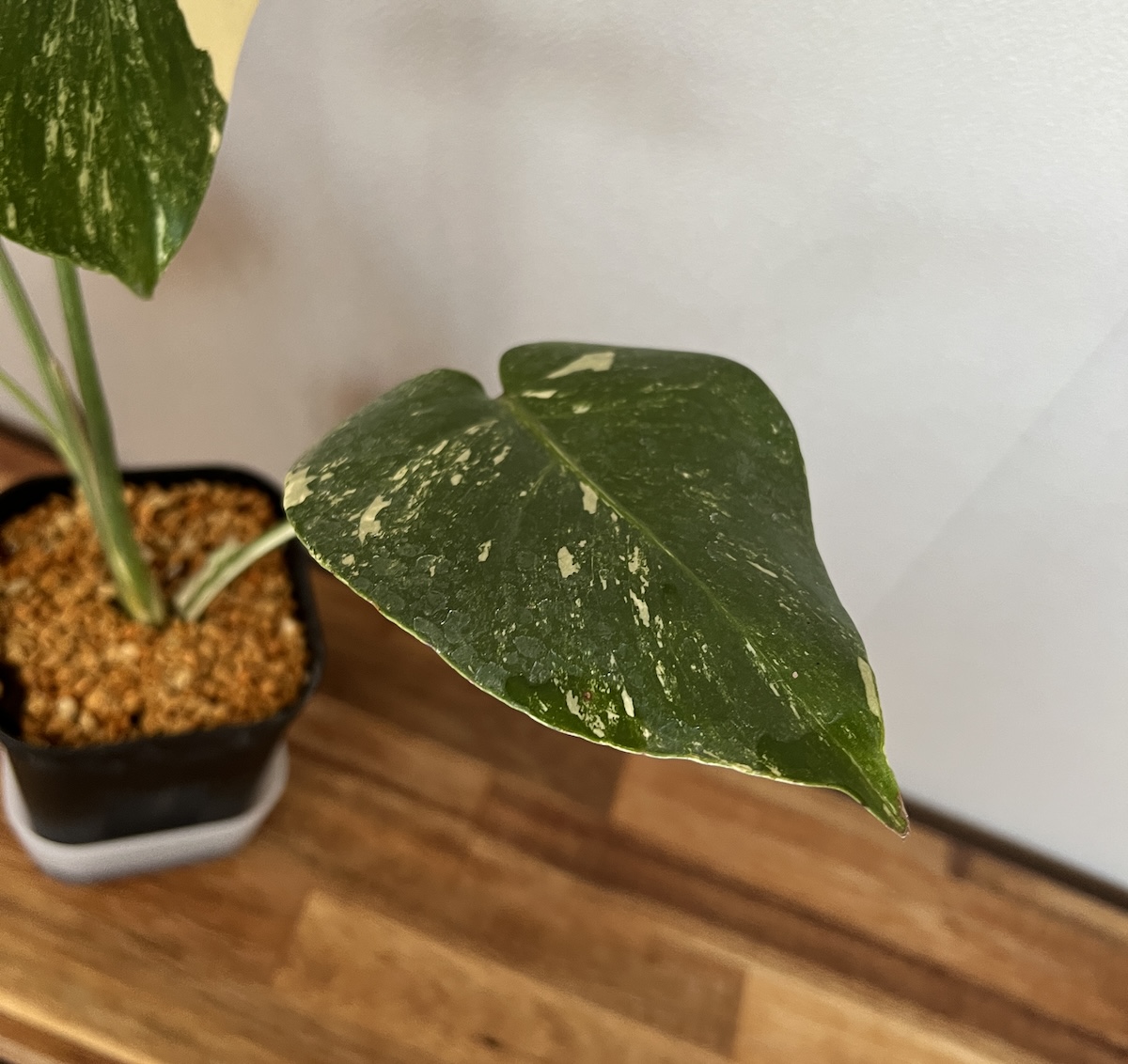 モンステラ・デリシオーサ '(仮)艶姿(白斑)' 成長記録・育て方