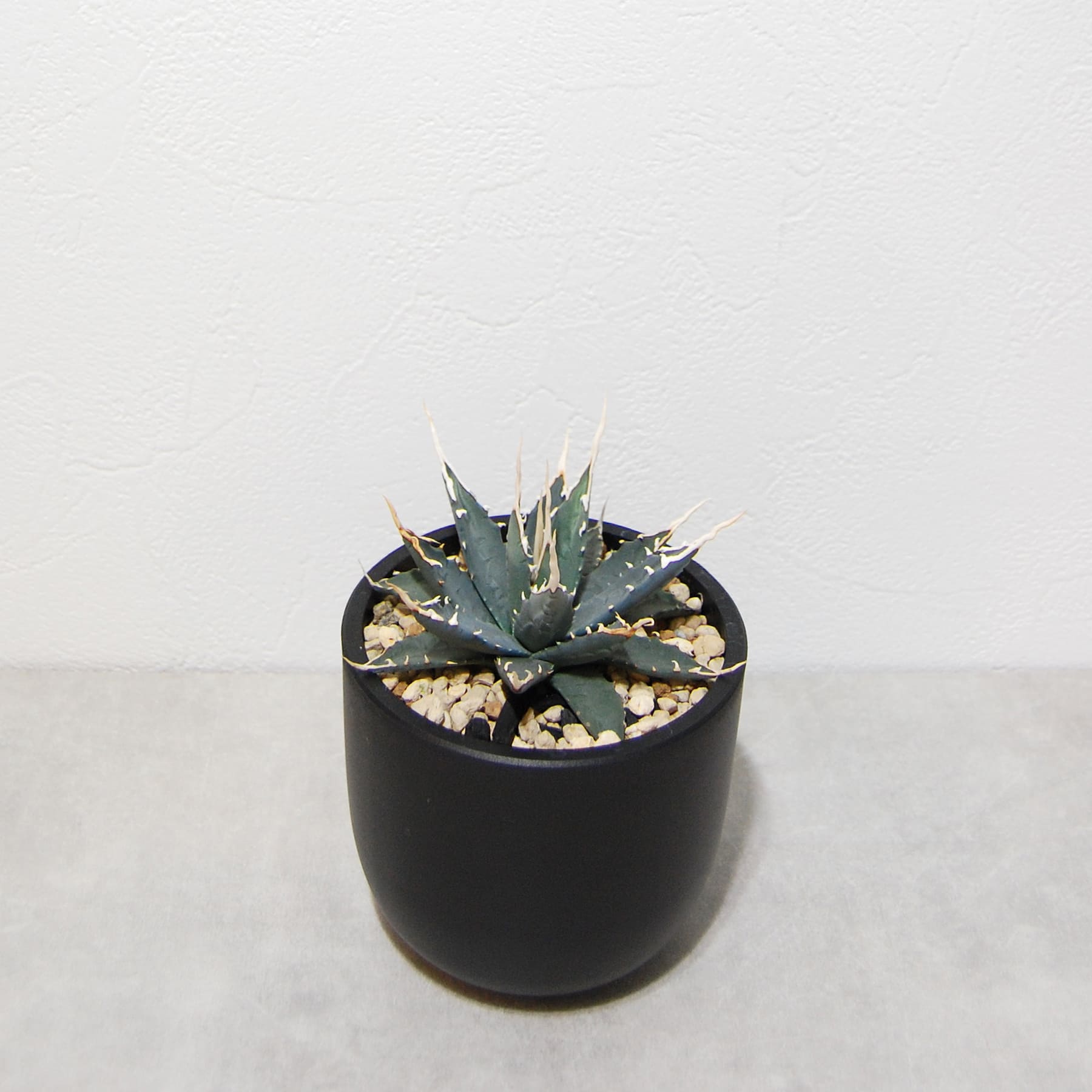 アガベ ユタエンシス エボリスピナ 実生 陽炎選抜 014 – linkplants