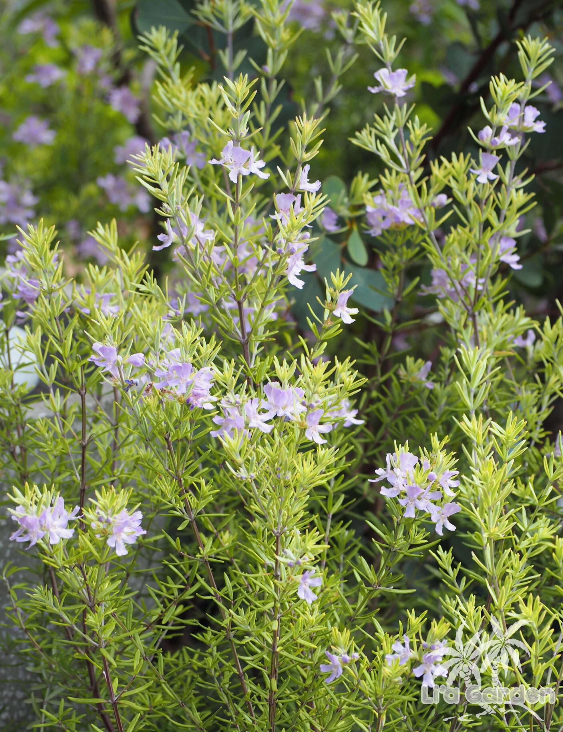 低木】 ウエストリンギア・フルティコーサ Westringia fruticosa