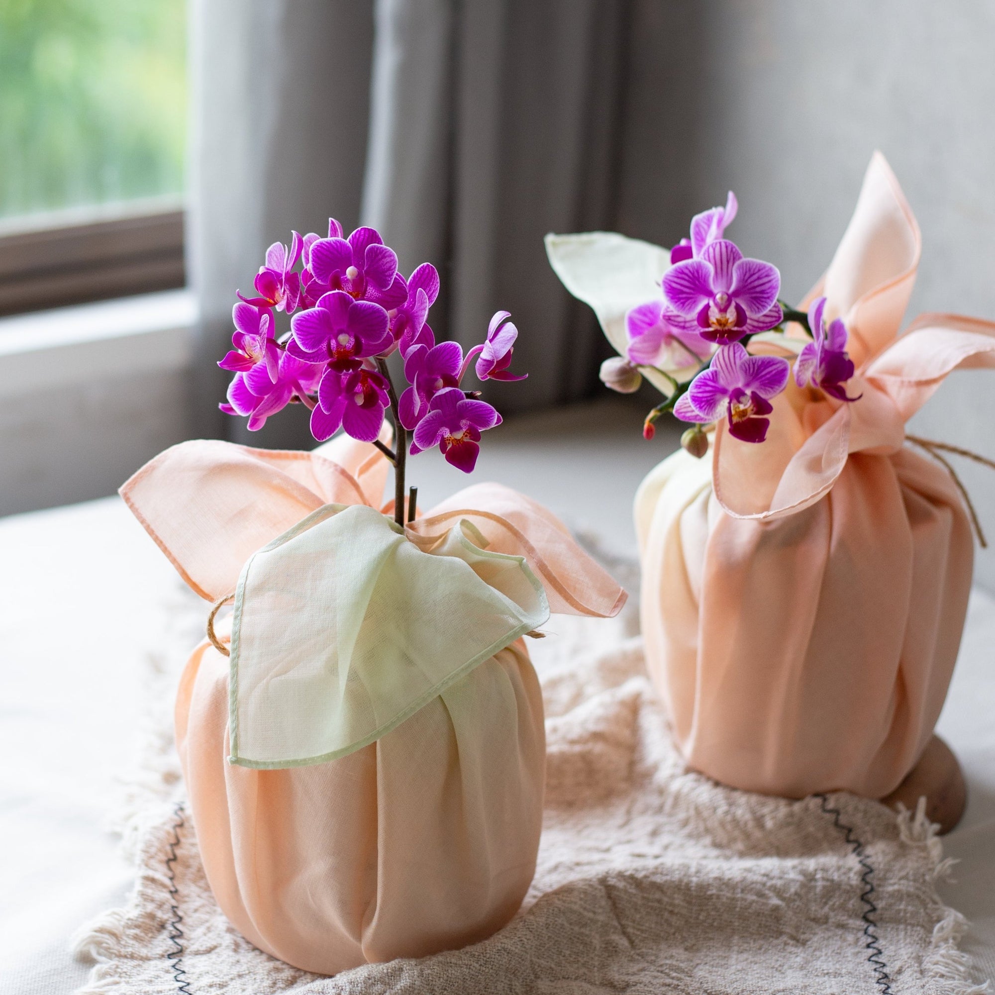 敬老の日限定】ミニ胡蝶蘭の鉢植え -MaitoDesignWorksコラボレーション