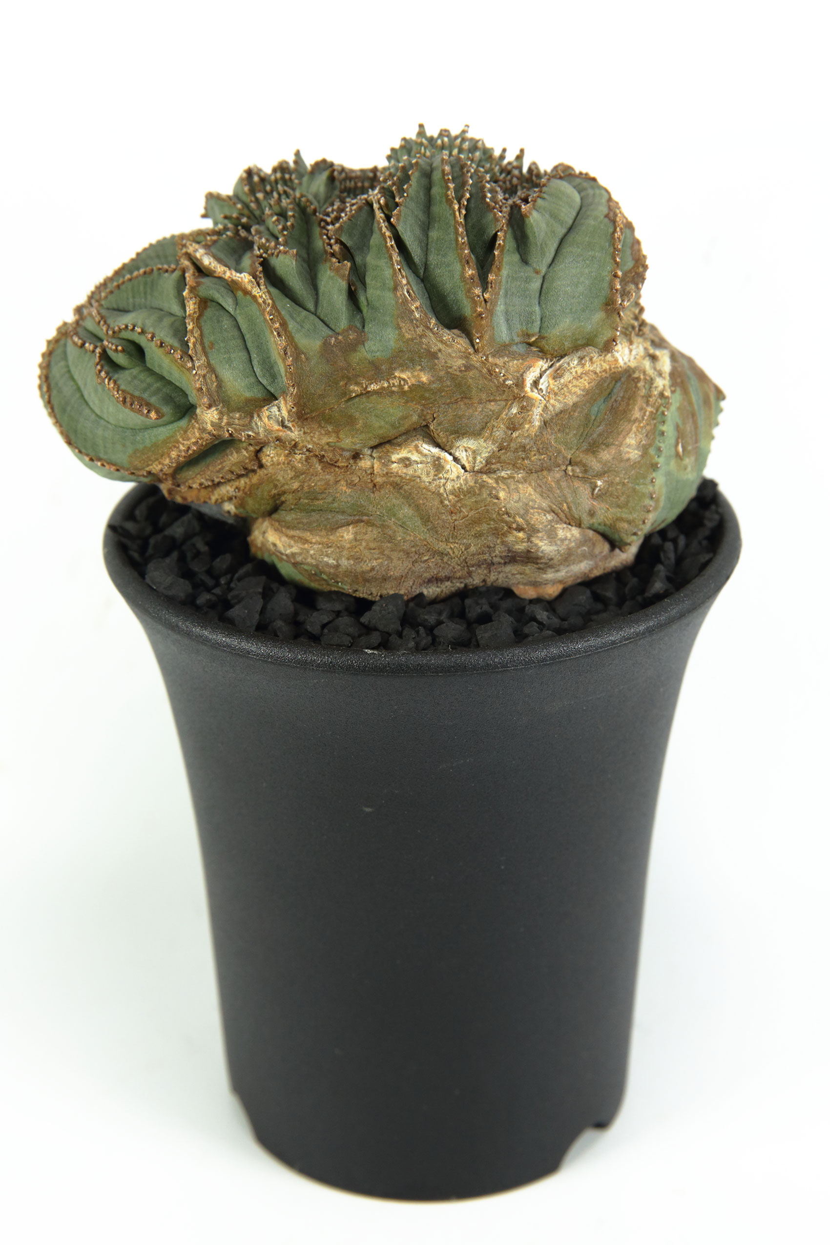 ヴィンテージ 異型 扇綴化 モンスト ユーフォルビア オベサ