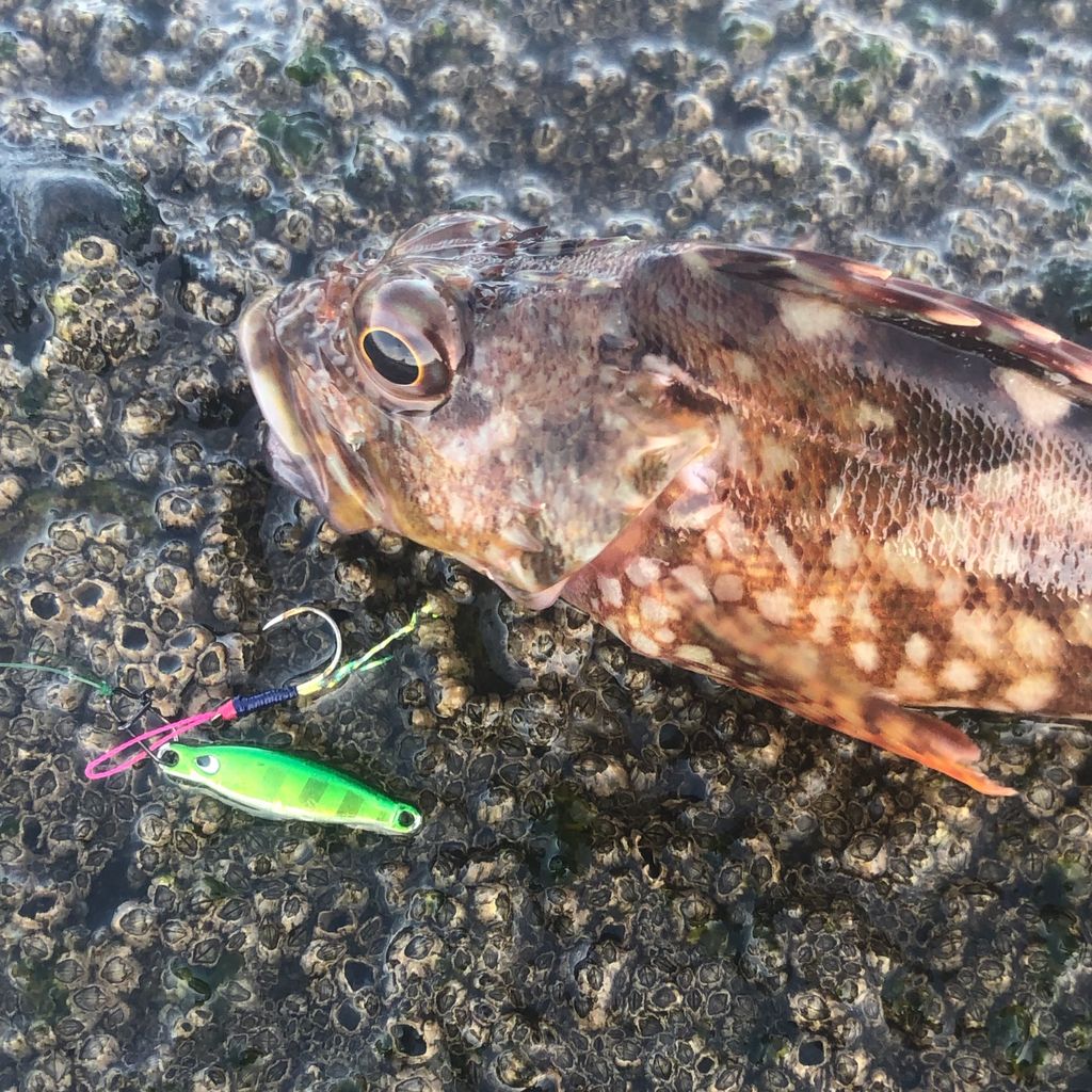 釣行記】りんたこさん監修ロッドのデビュー戦！―19月下美人AirAGS 68L