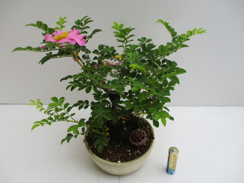 一日花の「箱根山椒薔薇（ハコネサンショウバラ）」 : 「じぃじ」の