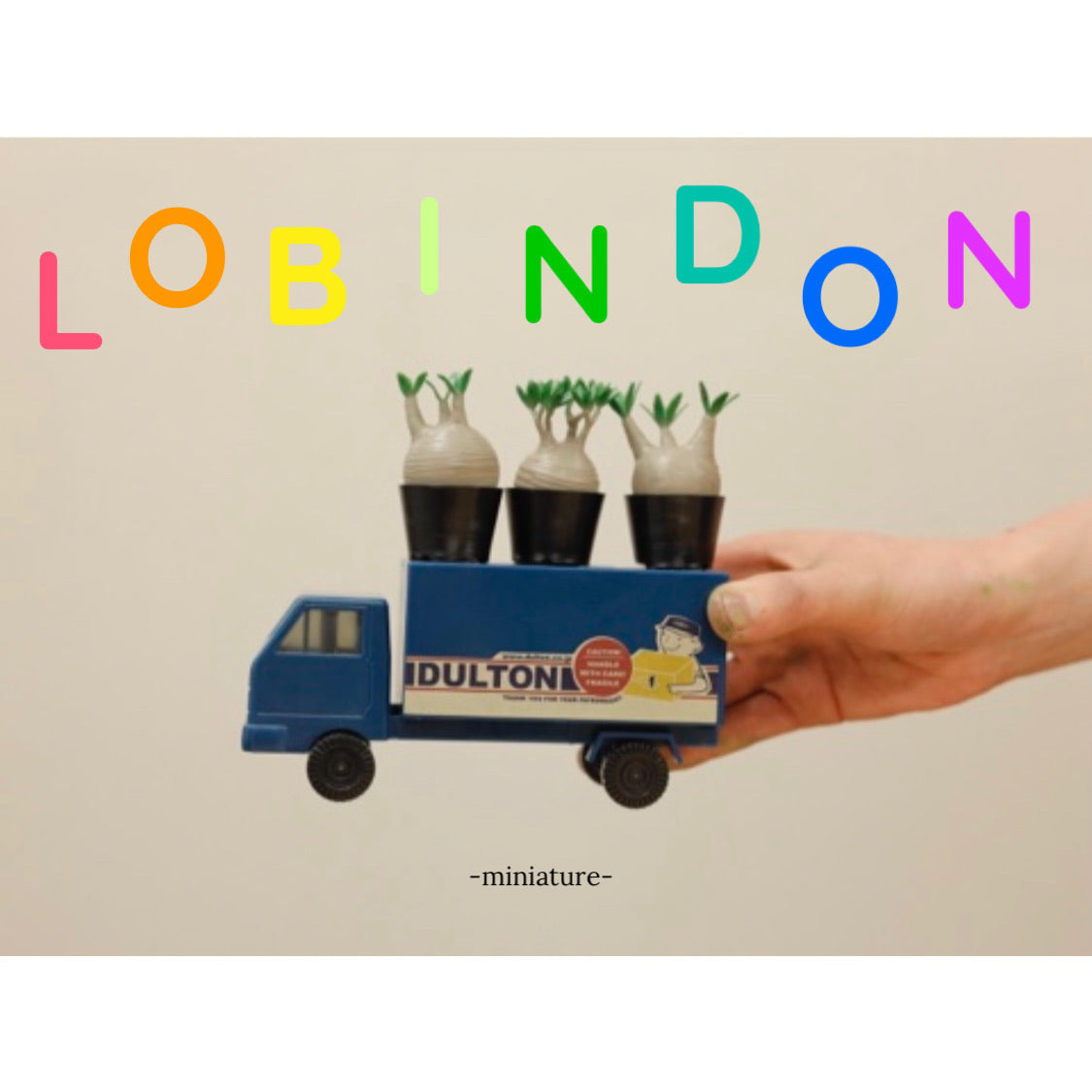 ミニチュア グラキリス – LOBINDON