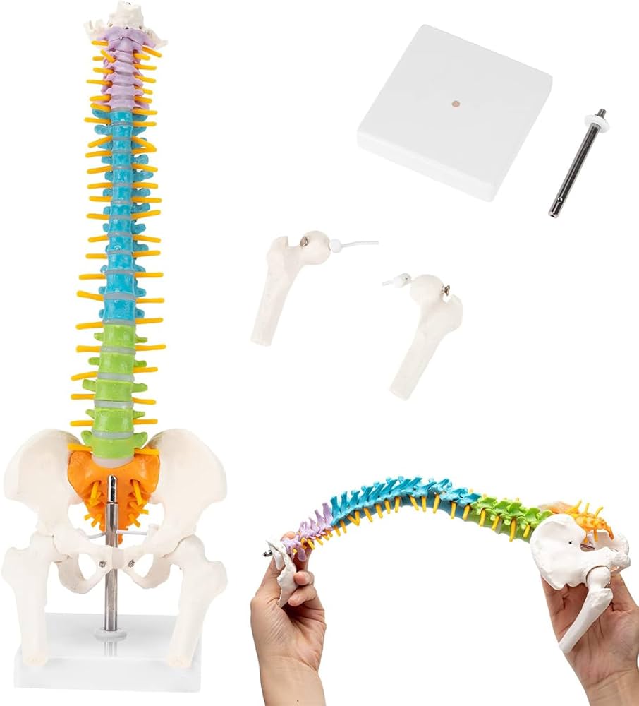 Amazon.co.jp: 人間の脊椎モデル 高精度 カラフル ミニ脊柱模型 約45cm
