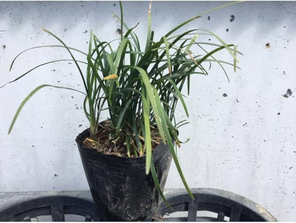 Amazon.co.jp: [112本 セット] リュウノヒゲ (竜の髯) 9.0p 112本 9.0