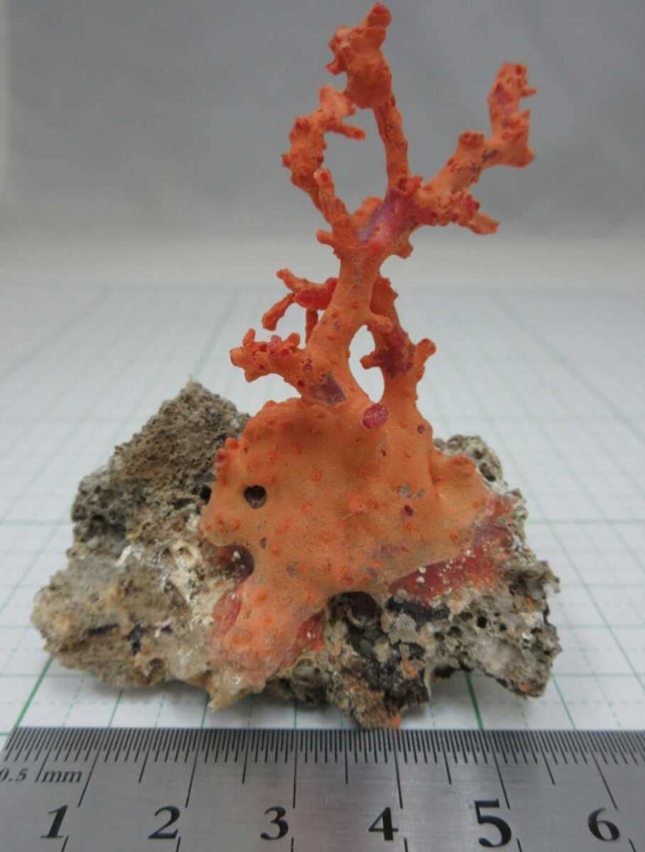 Amazon.co.jp: TOP血赤珊瑚 サンゴ 25.8g 原木 置物 オブジェ ルース