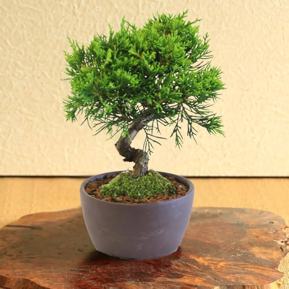 Amazon.co.jp: 遊恵盆栽 ミニ盆栽：糸魚川真柏（曲・5年生）* (萬古焼