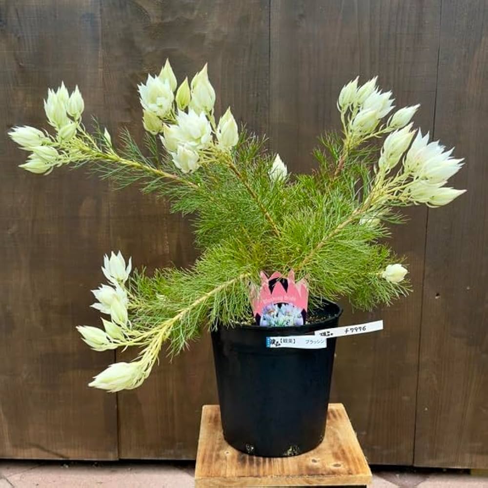 Amazon｜おしゃれ 観葉植物 花苗：ジョーイセルリア ブラッシング