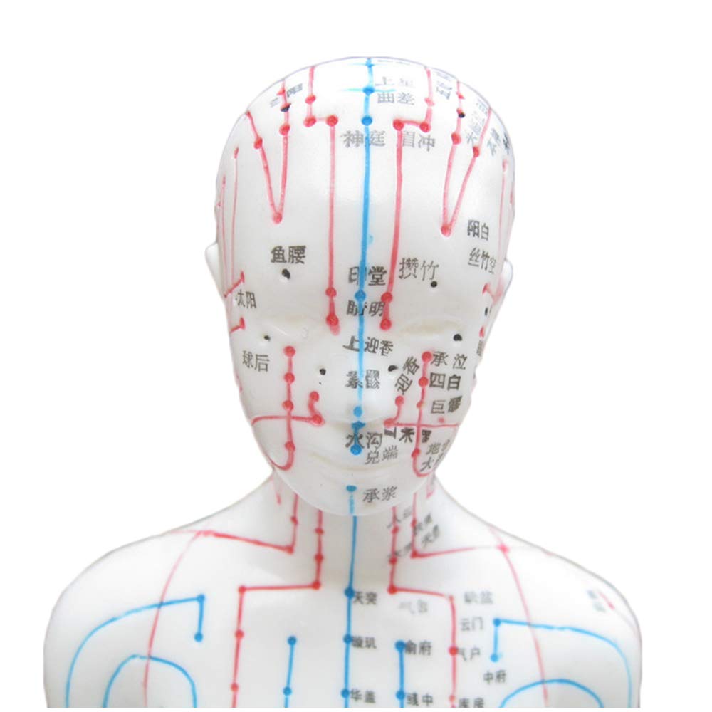 Amazon.co.jp: 鍼モデル - 人間の経穴モデル - 十二経絡医療鍼モデル