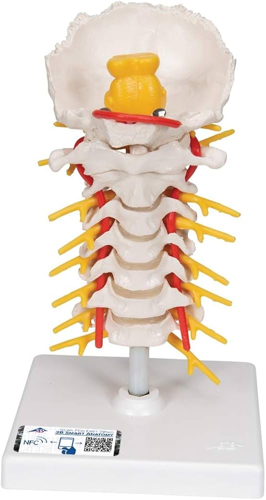 Amazon.co.jp: 可動型（屈曲・伸展，側屈，回旋）の頚椎模型 - 頚椎