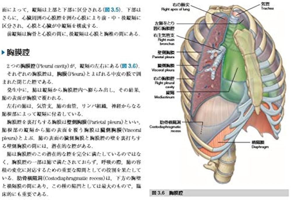 グレイ解剖学 原著第4版 電子書籍付(日本語・英語) | Richard L.Drake